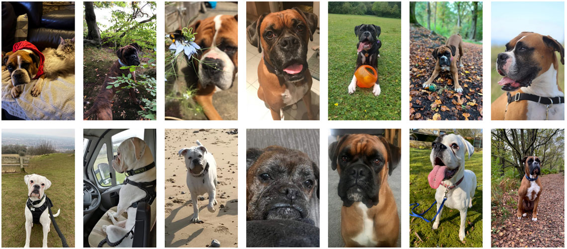 boxer rescues